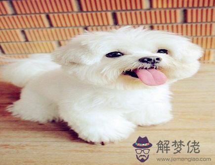 屬狗招財必備的法寶 屬狗招財必備的法寶