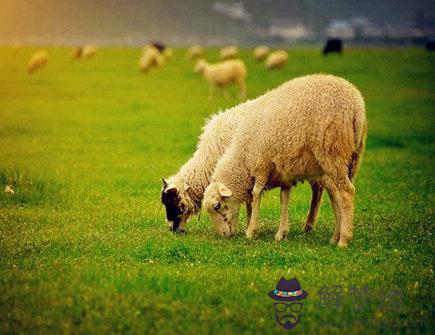 屬羊男找女朋友的標準 屬羊男找女朋友的標準
