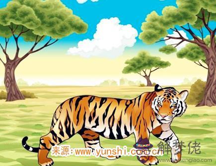 屬虎最吸引人的地方 屬虎最吸引人的地方