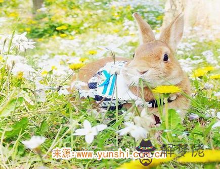 屬兔最吸引人的地方 屬兔最吸引人的地方