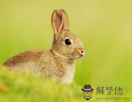 屬兔2020年會遇到哪些災難 屬兔2020年會遇到哪些災難