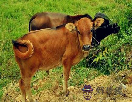 屬牛人家里擺放什麽好 屬牛人家里擺放什麽好