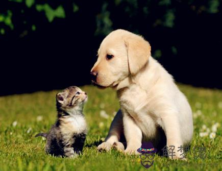 屬狗的本命佛是什麽 屬狗的本命佛是什麽