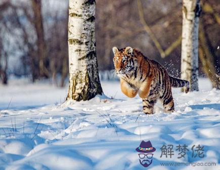 屬虎的本命佛是什麽 屬虎的本命佛是什麽