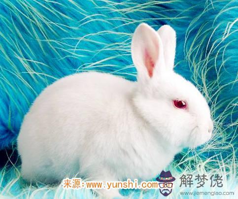 屬兔紋身紋什麽旺財 屬兔紋身紋什麽旺財