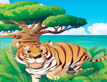 屬虎什麽時辰出生命苦 屬虎什麽時辰出生命苦