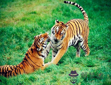 屬虎起名忌諱什麽 屬虎起名忌諱什麽