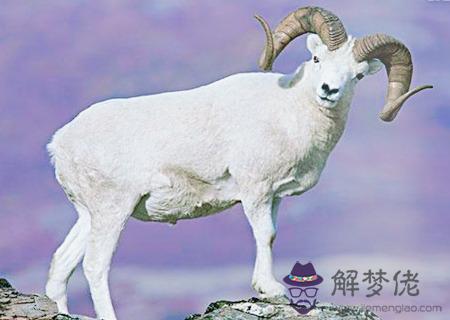 屬羊的幸運花是什麽花 屬羊的幸運花是什麽花