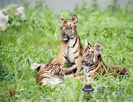 屬虎適合開什麽顏色的車