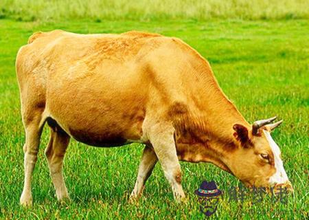 屬牛人農歷幾月出生好 屬牛人農歷幾月出生好