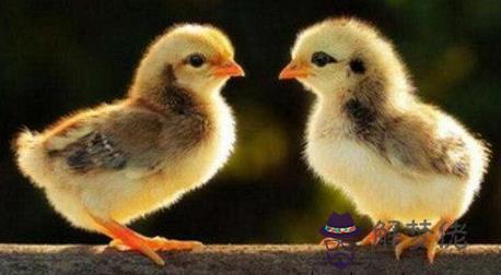 屬雞害太歲是什麽意思 屬雞害太歲是什麽意思