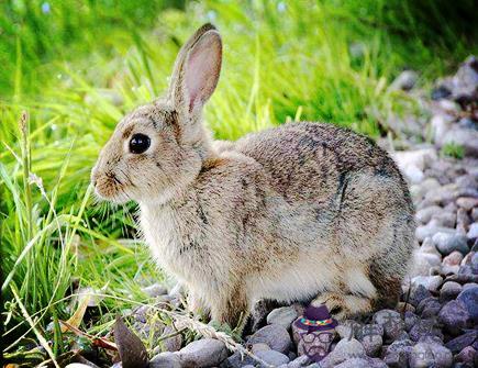 最適合屬兔女的老公 最適合屬兔女的老公