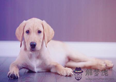 屬狗和什麽生肖合財 屬狗和什麽生肖合財