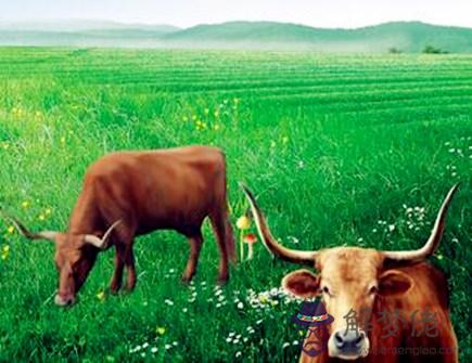 最適合屬牛男的老婆 最適合屬牛男的老婆