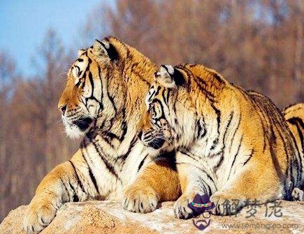 最適合屬虎男的老婆 最適合屬虎男的老婆