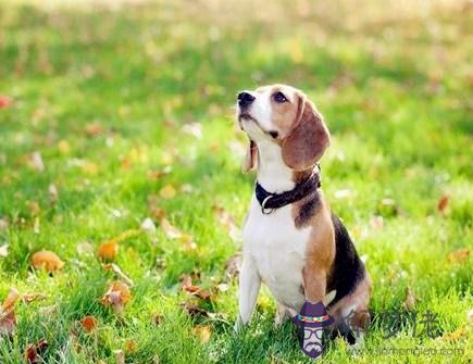 屬狗人和什麽生肖合作好 屬狗人和什麽生肖合作好