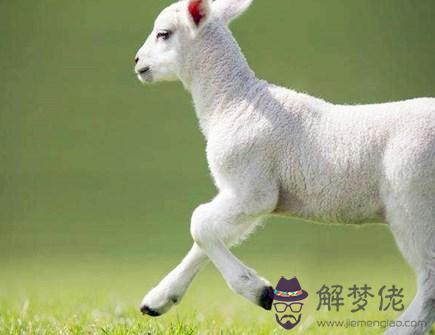 屬羊人和什麽生肖合作好 屬羊人和什麽生肖合作好