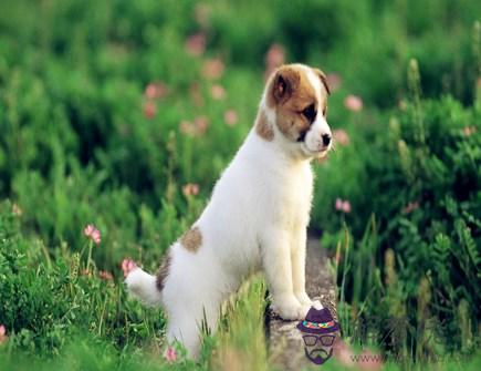 屬狗男人佩戴什麽好 屬狗男人佩戴什麽好