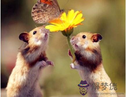 屬鼠男佩戴什麽好 屬鼠男佩戴什麽好