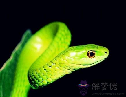 最旺蛇的生肖是什麽 最旺蛇的生肖是什麽