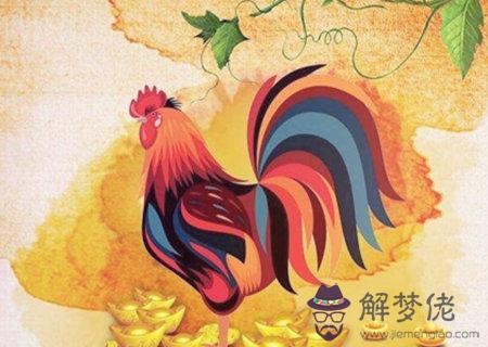 生肖雞適合養什麽寵物 生肖雞適合養什麽寵物