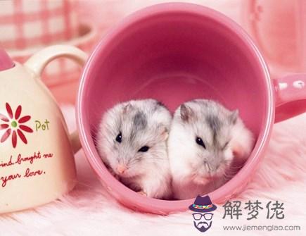 最旺鼠的生肖是什麽