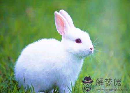 生肖兔適合養什麽寵物 生肖兔適合養什麽寵物