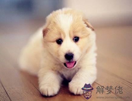 屬狗人本命年需要注意什麽 屬狗人本命年需要注意什麽