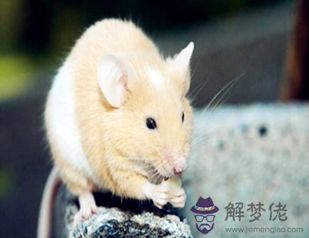 屬鼠穿什麽顏色衣服好 屬鼠穿什麽顏色衣服好