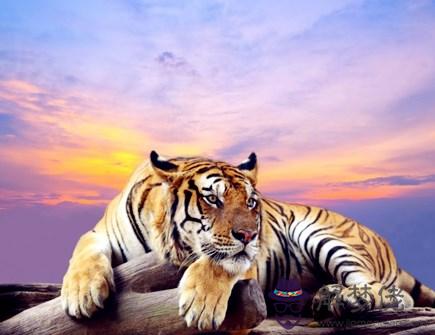 屬虎穿什麽顏色衣服好 屬虎穿什麽顏色衣服好