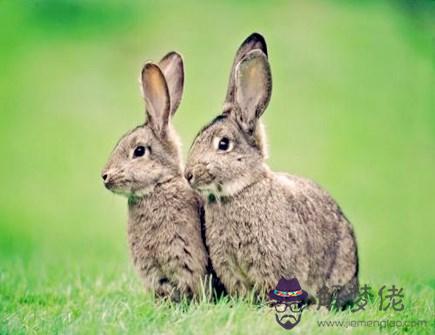 屬兔穿什麽顏色衣服好 屬兔穿什麽顏色衣服好