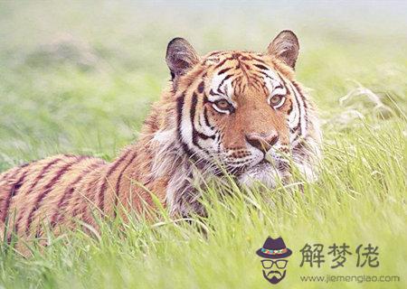 屬虎男孩最吉利的名字 屬虎男孩最吉利的名字