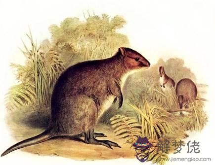 屬鼠人本命年需要注意什麽 屬鼠人本命年需要注意什麽