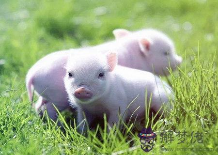 屬豬辦公室放什麽植物旺財 屬豬辦公室放什麽植物旺財