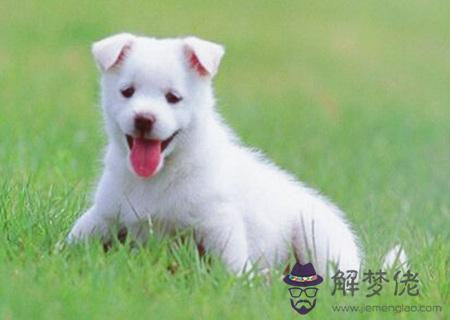 屬狗辦公室放什麽植物旺財 屬狗辦公室放什麽植物旺財