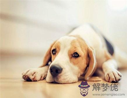 生肖狗不能配什麽生肖 生肖狗不能配什麽生肖