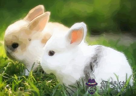屬兔男的和什麽屬相最配 屬兔男的和什麽屬相最配
