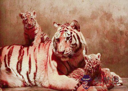 屬虎女的和什麽屬相最配 屬虎女的和什麽屬相最配