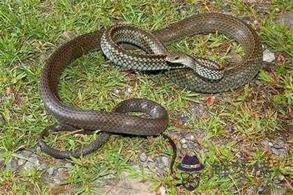 女生屬蛇和什麼生肖最配 屬蛇女婚配生肖查詢表