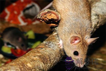 鼠和羊在一起后果會怎麼樣 鼠羊屬相相沖嗎