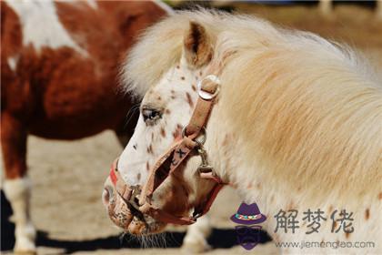 屬馬女和屬兔男親嘴代表什麼 結婚好不好