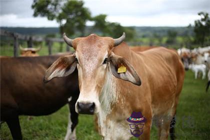 屬牛人2020下半年運勢好嗎 運勢分析
