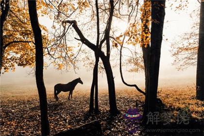 屬馬人2020年下半年運勢及運程分析