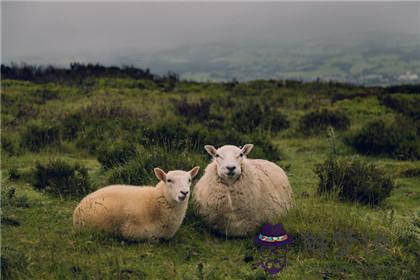 屬羊的適合創業嗎 屬羊的事業會成功嗎