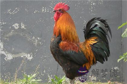 屬雞2020下半年的運勢如何 財運好嗎