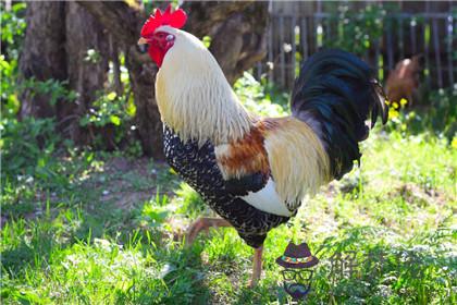 屬雞2020下半年的運勢如何 財運好嗎