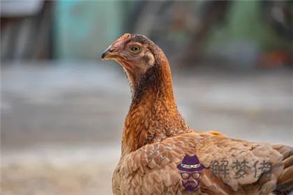 屬雞2020下半年的運勢如何 財運好嗎