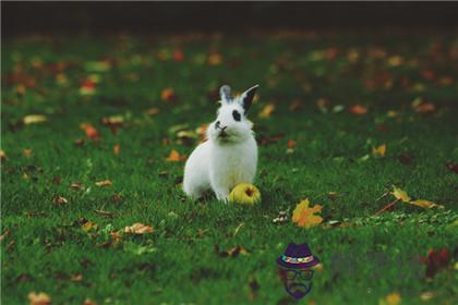 1975年的屬兔人和1980年的屬猴人的婚姻好不好