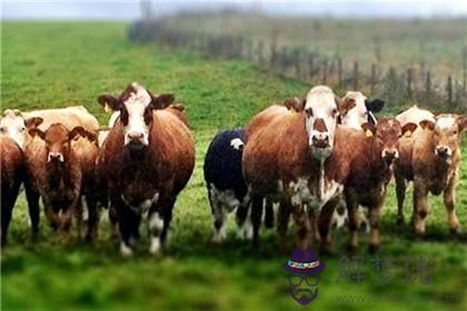 爸爸媽媽屬豬孩子屬牛好嗎 屬牛幾月生好