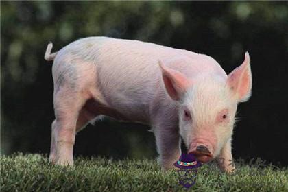 爸爸媽媽屬豬孩子屬牛好嗎 屬牛幾月生好